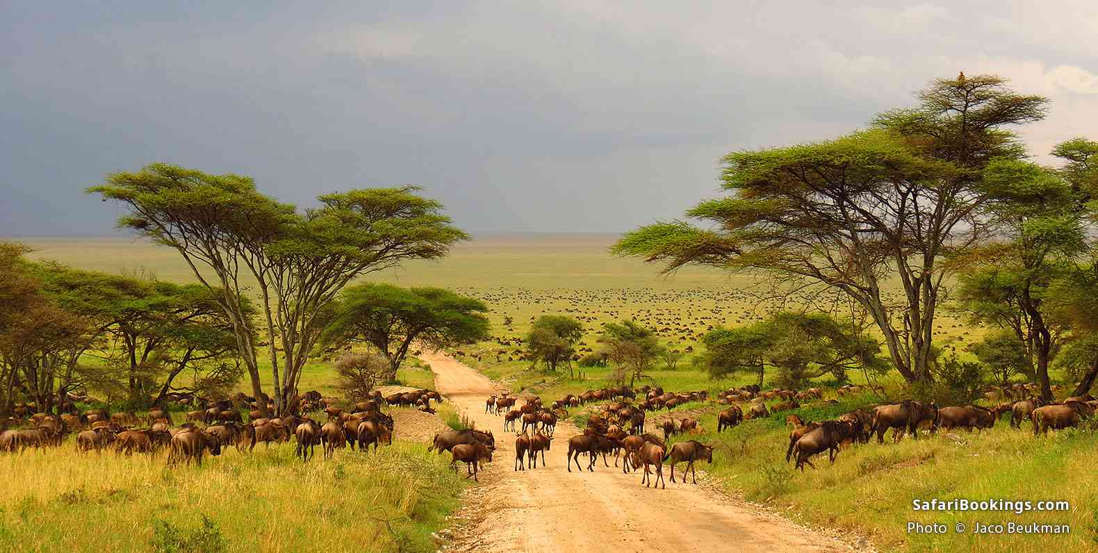 A lion pride resting on the plains of an East African nature reserve.